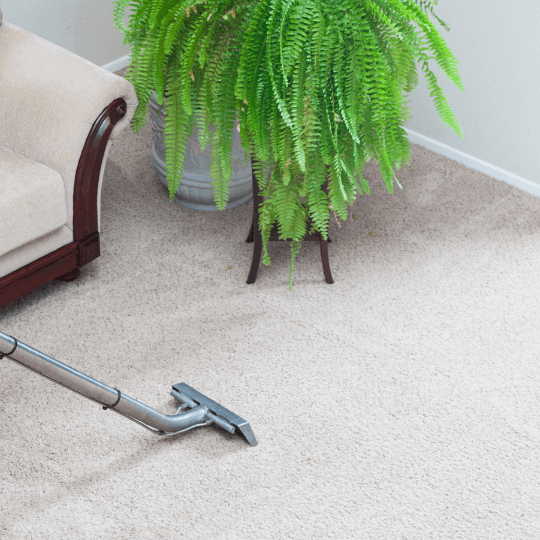 cleaning carpet in living room with fern and couch