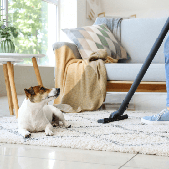 vacuuming carpet to remove pet odor in carpet